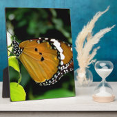 Oranje, zwarte en witte vlinder op leder fotoplaat (Zijkant)