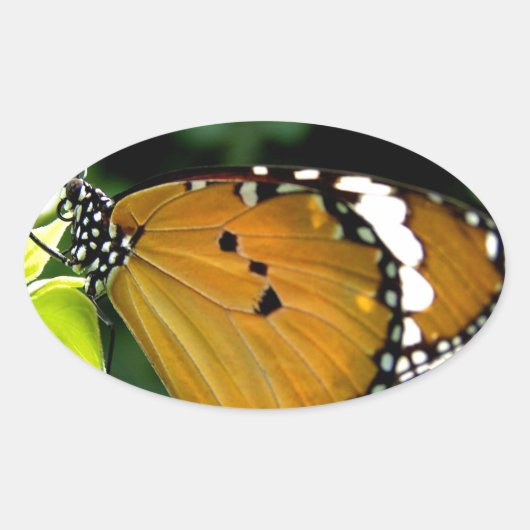Oranje, zwarte en witte vlinder op leder ovale sticker (Voorkant)