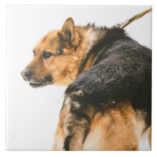 Oranje zwarte hond tegeltje