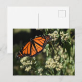 Oranje zwarte Natuur met botervliegen Fotografie Briefkaart (Voorkant / Achterkant)