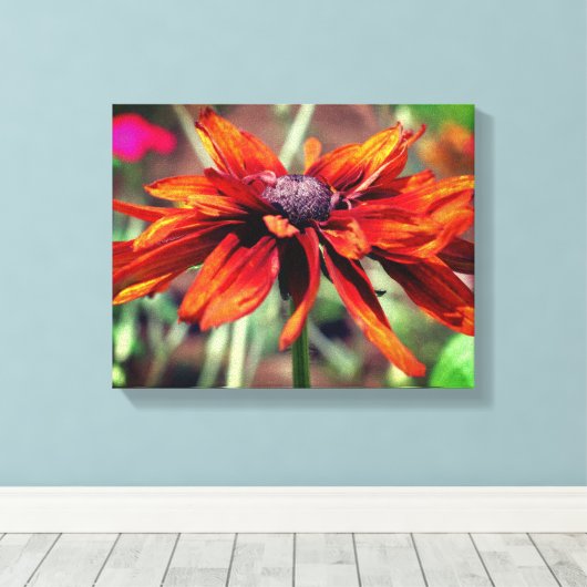 Oranje zwarte Susan Flower close up Canvas Afdruk (Insitu (Houten vloer))