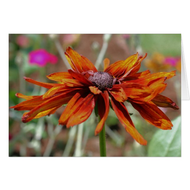 Oranje zwarte Susan Flower Photography Card (Voorkant Horizontaal)