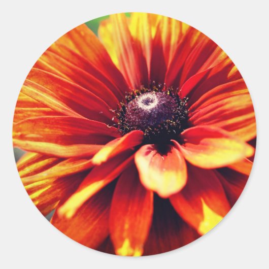 Oranje zwarte verouderde Susan Daisy Flower Ronde Sticker (Voorkant)