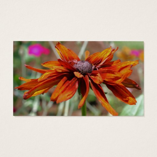 Oranje zwarte verouderde Susan Daisy Flower Visitekaartje (Achterkant)