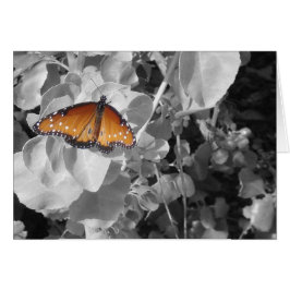 Oranje zwarte vlinder Natuur