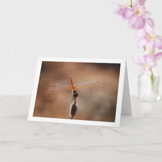 Oranjegevleugelde Dropwing Libel Kaart (Orchidee)