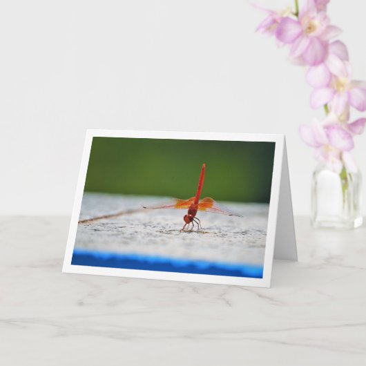 Oranjegevleugelde Dropwing Libel Kaart (Orchidee)