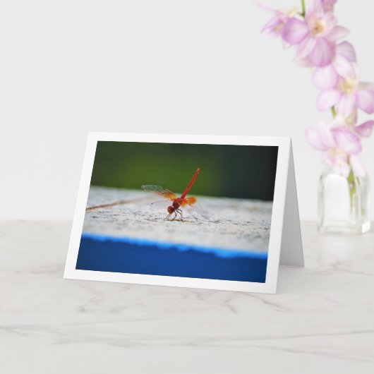 Oranjegevleugelde Dropwing Libel Kaart (Orchidee)