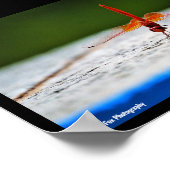 Oranjegevleugelde Dropwing Libel Poster (Hoek)