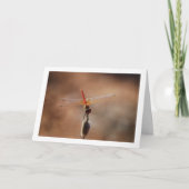 Oranjevleugel Dropwing Libel Kaart (Voorkant)