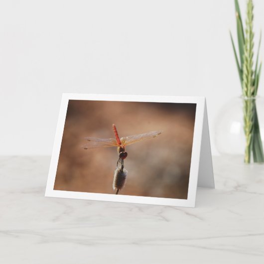 Oranjevleugel Dropwing Libel Kaart (Voorkant)