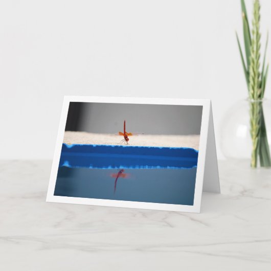 Oranjevleugel Dropwing Libel Kaart (Voorkant)