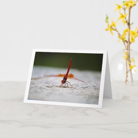 Oranjevleugel Dropwing Libel Kaart (Gele Bloem)