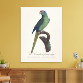 Oranjevoorhoofdkoningsparkiet, Eupsittula Canicula Canvas Afdruk (Insitu (Woonkamer))