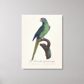 Oranjevoorhoofdkoningsparkiet, Eupsittula Canicula Canvas Afdruk (Voorkant)