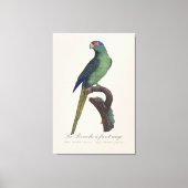 Oranjevoorhoofdkoningsparkiet, Eupsittula Canicula Canvas Afdruk (Voorkant)