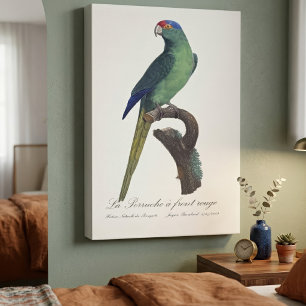 Oranjevoorhoofdkoningsparkiet, Eupsittula Canicula Canvas Afdruk