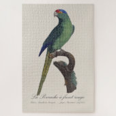 Oranjevoorhoofdkoningsparkiet, Eupsittula Canicula Legpuzzel (Verticaal)