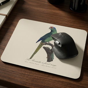 Oranjevoorhoofdkoningsparkiet, Eupsittula Canicula Muismat