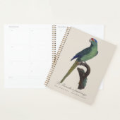 Oranjevoorhoofdkoningsparkiet, Eupsittula Canicula Planner (Display)
