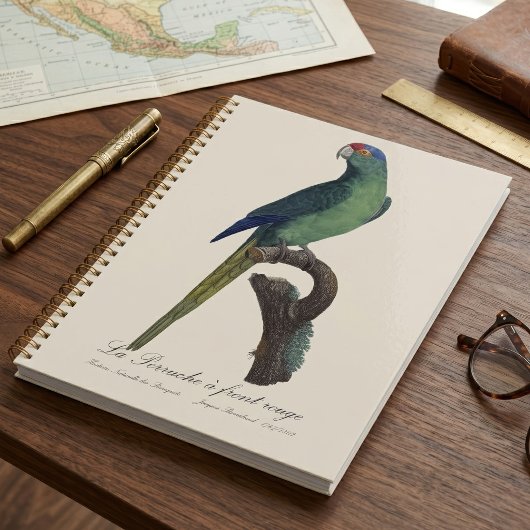 Oranjevoorhoofdkoningsparkiet, Eupsittula Canicula Planner