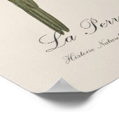 Oranjevoorhoofdkoningsparkiet, Eupsittula Canicula Poster (Hoek)