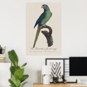 Oranjevoorhoofdkoningsparkiet, Eupsittula Canicula Poster (Thuiskantoor)