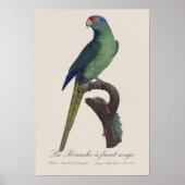 Oranjevoorhoofdkoningsparkiet, Eupsittula Canicula Poster (Voorkant)