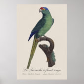 Oranjevoorhoofdkoningsparkiet, Eupsittula Canicula Poster (Voorkant)
