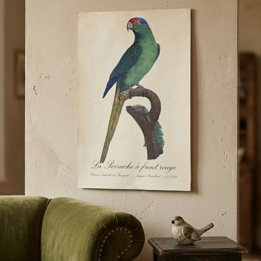 Oranjevoorhoofdkoningsparkiet, Eupsittula Canicula Poster