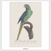 Oranjevoorhoofdkoningsparkiet, Eupsittula Canicula Sticker (Vel)