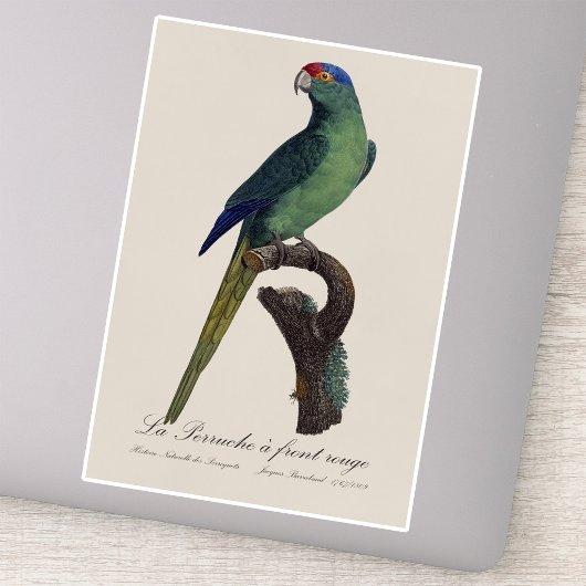 Oranjevoorhoofdkoningsparkiet, Eupsittula Canicula Sticker