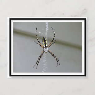 Orb Weaver Spider Briefkaart