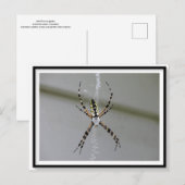 Orb Weaver Spider Briefkaart (Voorkant / Achterkant)
