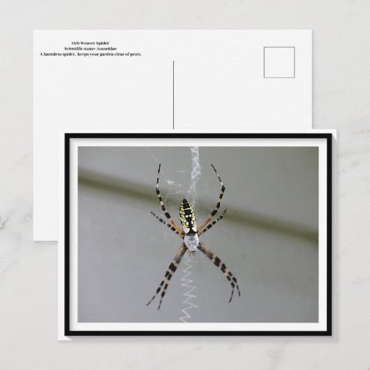 Orb Weaver Spider Briefkaart (Voorkant / Achterkant)