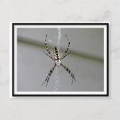 Orb Weaver Spider Briefkaart (Voorkant)