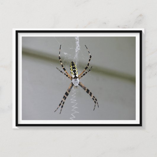 Orb Weaver Spider Briefkaart (Voorkant)
