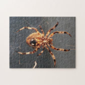 Orb Weaver Spider Legpuzzel (Horizontaal)
