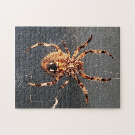 Orb Weaver Spider Legpuzzel (Horizontaal)