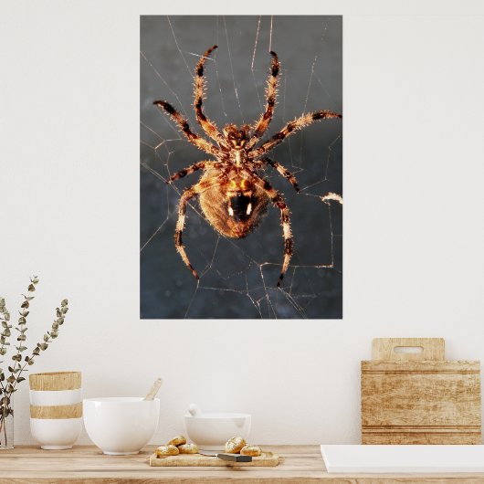 Orb Weaver Spider Poster (Keuken)