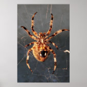Orb Weaver Spider Poster (Voorkant)
