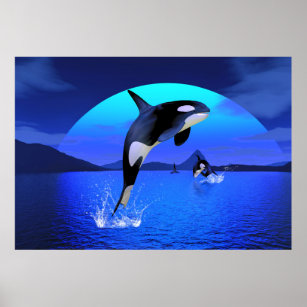 Orca 1 poster