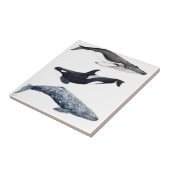 Orca, ballena jorobada y ballena gris tegeltje (Zijkant)