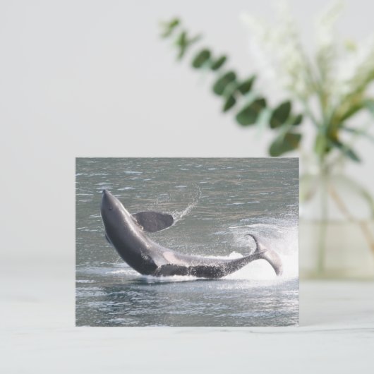 Orca breekt uit in Alaska Briefkaart (Staand voorkant)