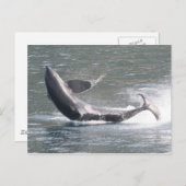 Orca breekt uit in Alaska Briefkaart (Voorkant / Achterkant)