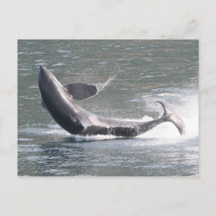 Orca breekt uit in Alaska Briefkaart