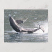 Orca breekt uit in Alaska Briefkaart (Voorkant)