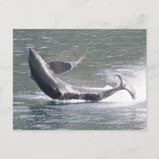 Orca breekt uit in Alaska Briefkaart (Voorkant)