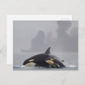Orca Briefkaart (Voorkant / Achterkant)