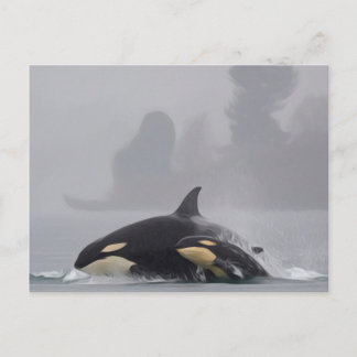 Orca Briefkaart